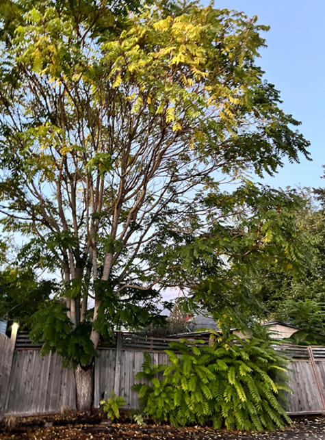 Tree of Heaven! image